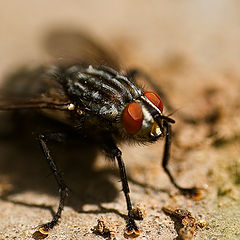 photo "A Fly"