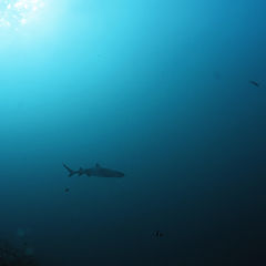 photo "shark"