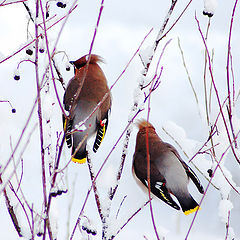 фото "Bohemians waxwings"