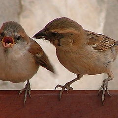 photo "Sparows"