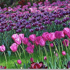 photo "tulips"