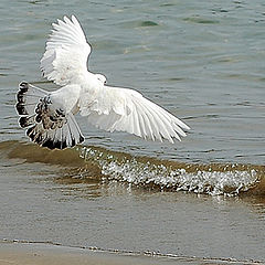 фото "Flight over the ocean"