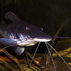 photo "the monster sheat-fish"