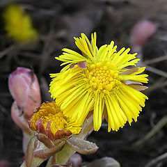 photo "First flowers"