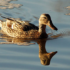 фото "In the water mirror"