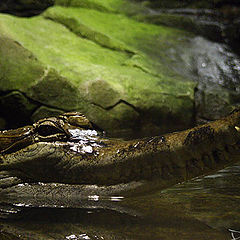 фото "крокодил"