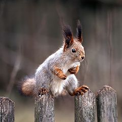 photo "The equilibrist."