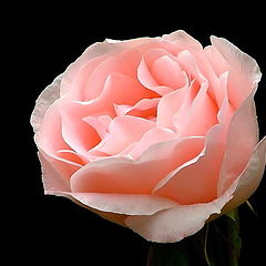 photo "ROSE"