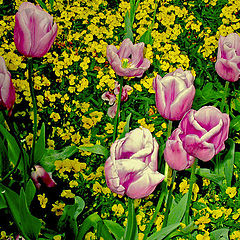 photo "Pink Tulips"