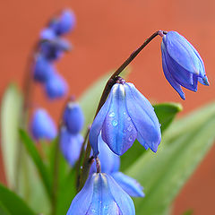 photo "Bluebell"