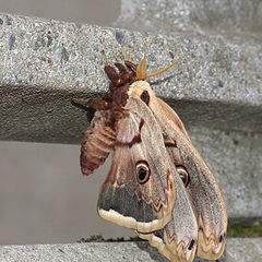фото "Butterfly #1"