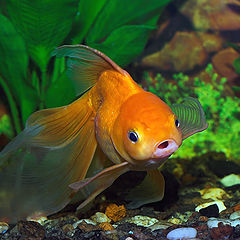 photo "goldfish"