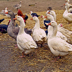 photo "At the Farm"