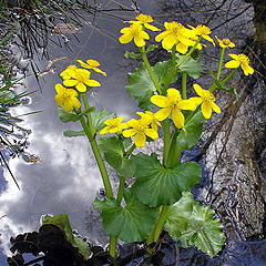 photo "Marsh marigold"