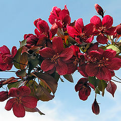 photo "Apple blossom"