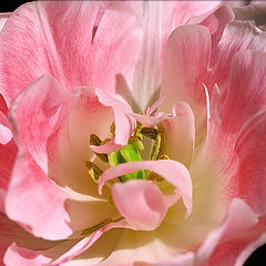 photo "A tulip"