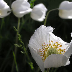 photo "Wood anemone"