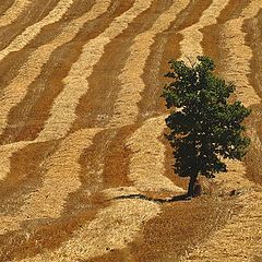 фото "Harvest Time"