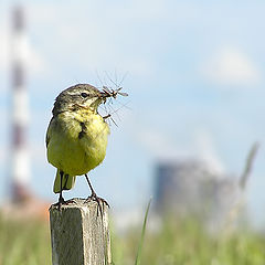 photo "Yellow wagtail"