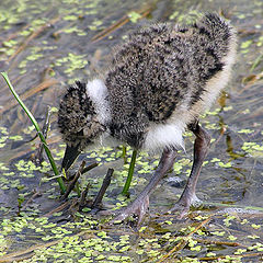 photo "Young lapwing"