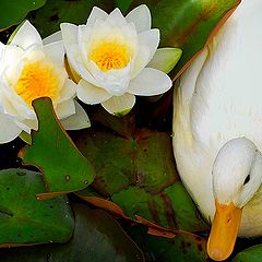 фото "white duck"