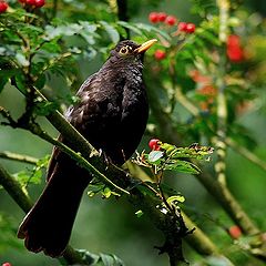 фото "Turdus merula (Косът)"