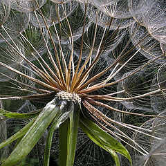 photo "Inside of dandelion"