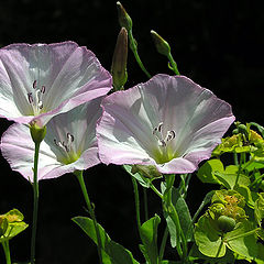 photo "Bindweed"