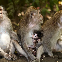 фото "A family"