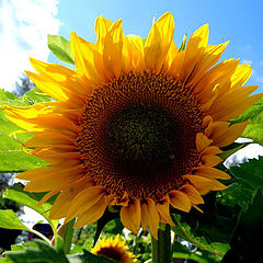 фото "A Sunflower"