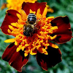 photo "The flower and... the bee..."