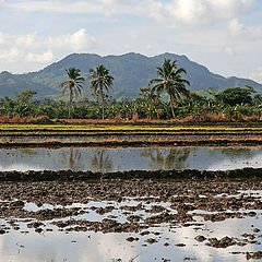 фото "Cradle of rice culture"