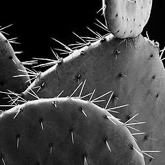 photo "cactus - 3 -"