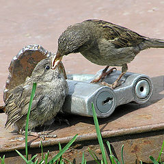 photo "Sparrow apartment"