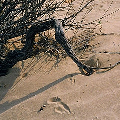 photo "Among the sands - 4."