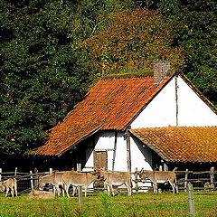 фото "Donkey farm"