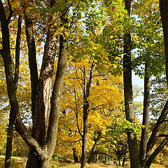 photo "Golden Autumn in Pushkin"