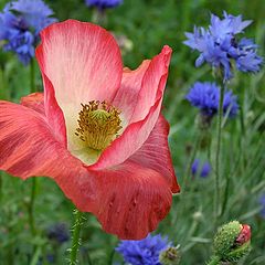 photo "Poppy"