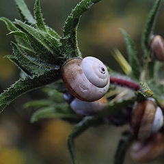 photo "Snails   Settlement."