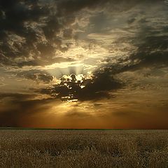 photo "Wheaten sunset."