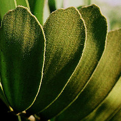 photo ""Nap" leaves. -  Листья "с начесом"."