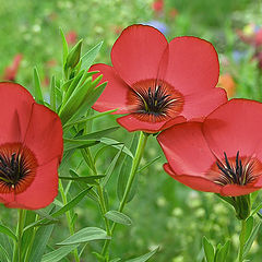 photo "Red flax"