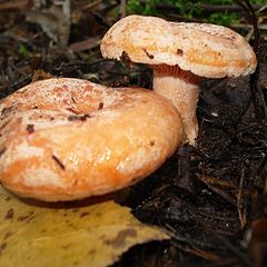 photo "These are the present saffron milk caps!"