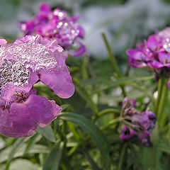 photo "First snow"