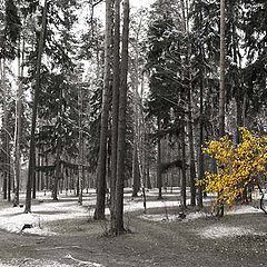 photo "The First snow..."