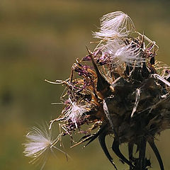 photo "Autunn of his(Mr.Koljuchkin"s) life."