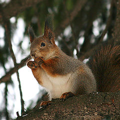 photo "Squirrel"