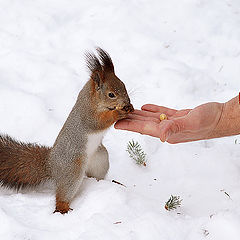 photo "What's to breakfast?"