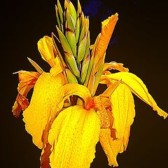 photo "Another yellow flower but... so beautiful..."