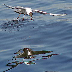 photo "About the person, who lives in river"